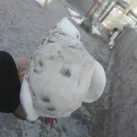 کبوتر|پرنده|سنندج, |دیوار