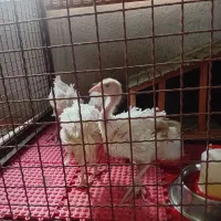 بوقلمون