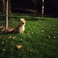 سگ پاپی|سگ|زیباشهر, |دیوار