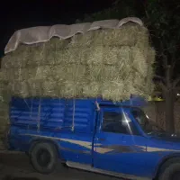 بارپرس خسیل ویونجه