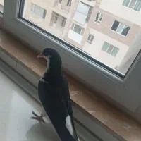 یک جفت مقلف خوشرنگ