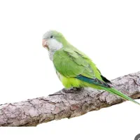 طوطی راهب فوق دستی و سخنگو
