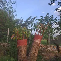 فروش پیوندک