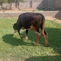 گوساله چاق