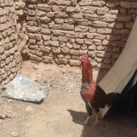 خروس لاری