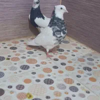 نرماده طوقی