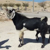 فروش یک راس پازن