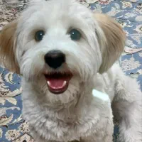 واگذاری سگ مهربان و بازیگوش