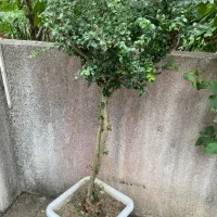 درخت|گل مصنوعی|نوشهر, |دیوار