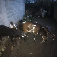 فروش بز