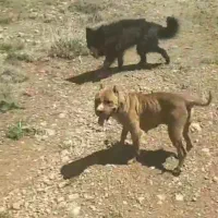 سگ ژرمن بلک