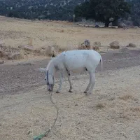 الاغ