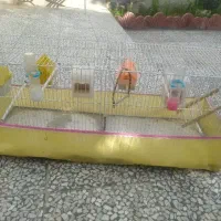قفس