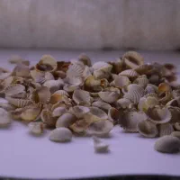 سنگ و صدف تزئینی