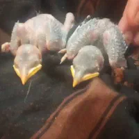 فروش دو عدد جوجه مرغ مینا