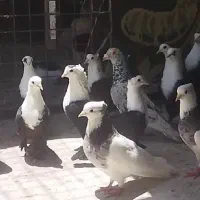 کبوتر