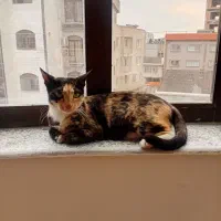 واگذاری گربه ماده یه سال و نیمه