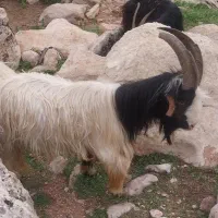 یه جفت تیشتر نَر شیک بفروش میرسه