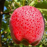 رنگ دهی / سایزدهی / افزایش تناژ سیب رد و گلدن