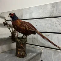 قرقاول خشک شده(تیرنگ)