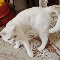 گربه بریتیش