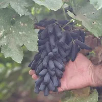انگور موندراپ