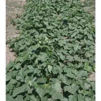 خیارخیارشورریز