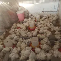 مرغ  گوشتی سایز کم 1/200الی 2کیلو
