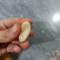 مهرع اصل