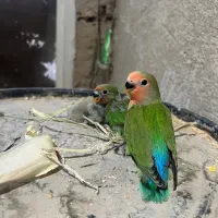 جوجه سرلاکی کوتوله