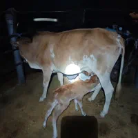 گاو گوساله با گوساله نر