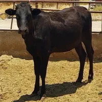 گوساله ماده محلی