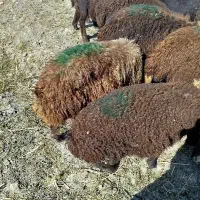 گوسفند