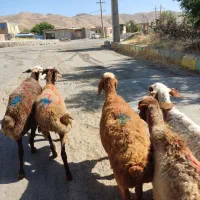 گوسفند آبستن وسنگین مالچه برای داشت نمونه هستن