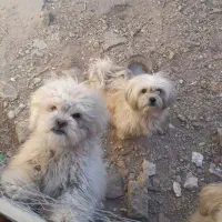 فروش دوسگ کوچک آپارتمانی