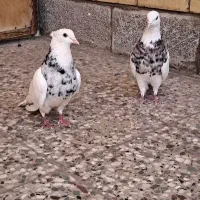 طوقی طوق سور