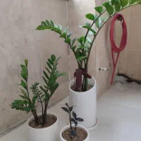 گلدون وگل