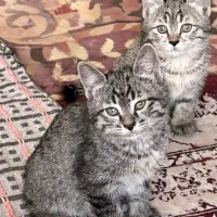گربه