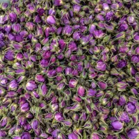 غنچه گل محمدی