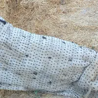 پالند اسب