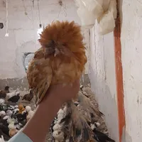 مرغ لهستانی طلایی ومدل های دیگر