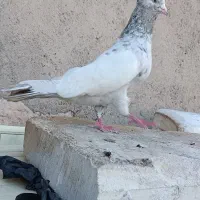 سینه سار