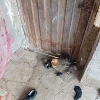 جوجه گلین بهمراه مرغ