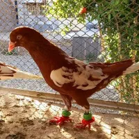 تعدادی ابلغ افغانی اصل افغان