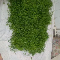 سبزی