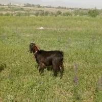 بز بدون بزغاله