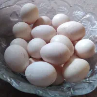 تخم مرغ گلین