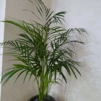 اریکا