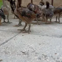 جوجه لاری ترک افغان