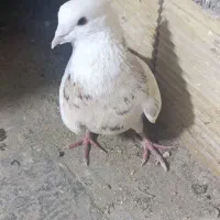 طوقی نر دوتا پرشتی پرشتی